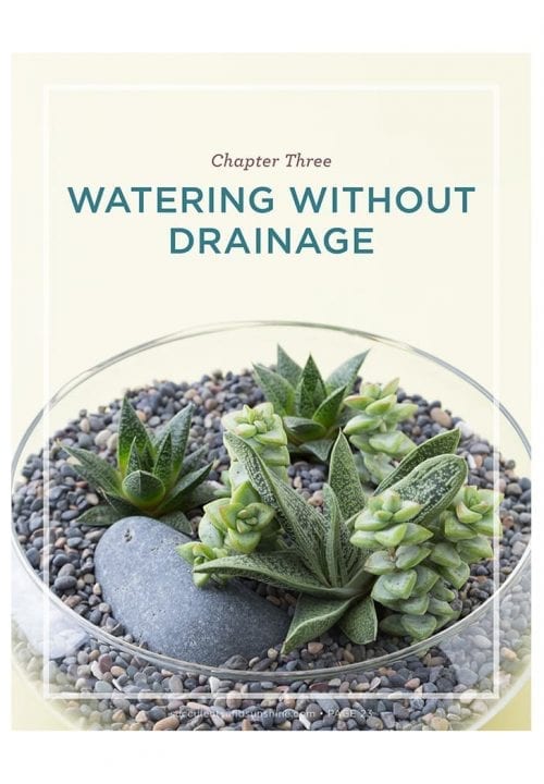 Learn how to ensure your succulents stay alive in a container without a drainage hole