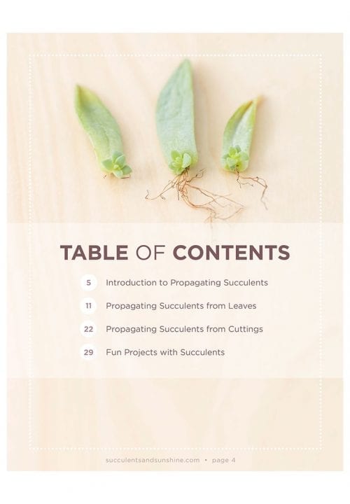 Table of Contents for Propagating Succulents