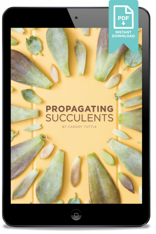 Ebook mockup with title The Secrets to Propagating Succulents