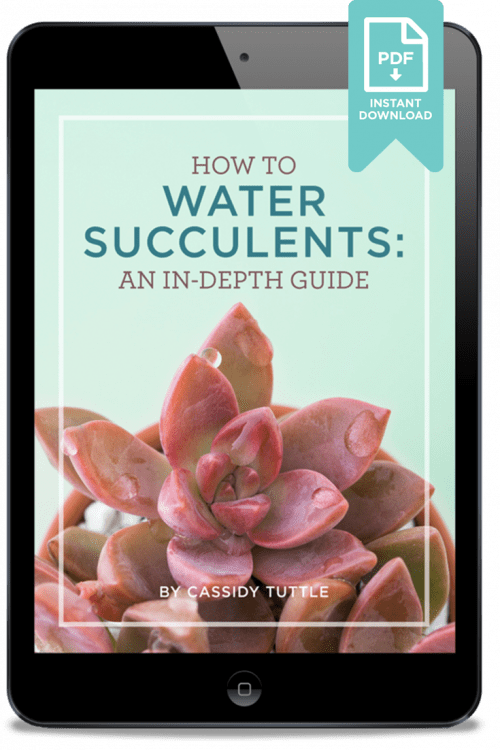 ebook mock up with title How to Water Succulents - An In-depth Guide