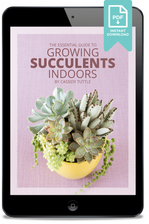 ebook mockup with title The Essential Guide to Growing Succulents Indoors