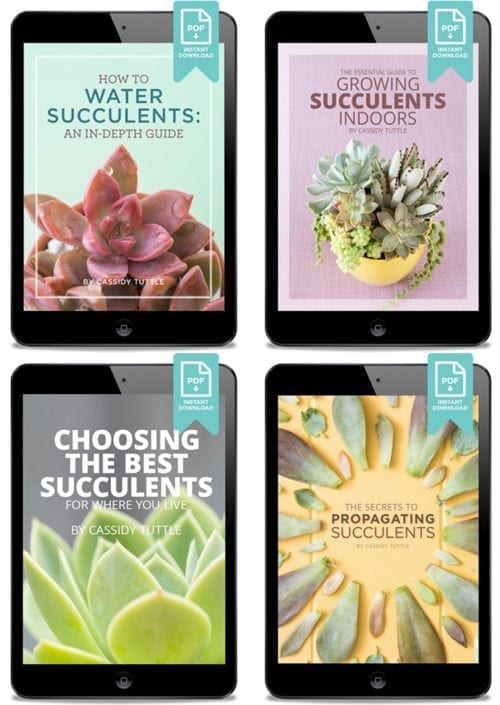 4 amazing ebooks all about succulents