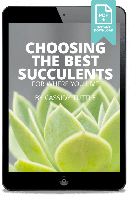 choose the best succulents for where you live by cassidy tuttle